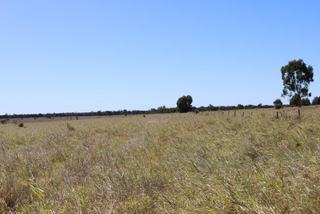 Farm Auction - QLD - Moura - 4718 - HIGHLY REGARDED – RARELY AVAILBLE. BLUE RIBBON FATTENING & FARMING COUNTRY