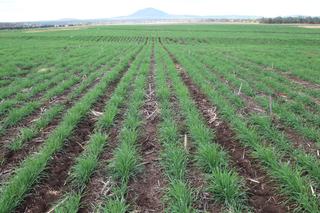 Farm Sold - QLD - Dysart - 4745 -
