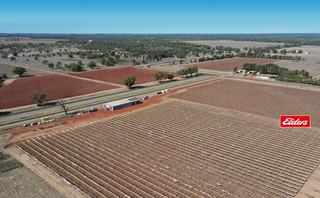 Farm Auction - QLD - St George - 4487 - Established, well watered thriving table grape farm