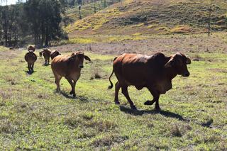 Farm Sold - QLD - Monsildale via Kilcoy - 4615 - 'COLORADO' - Kilcoy District Cattle Property.