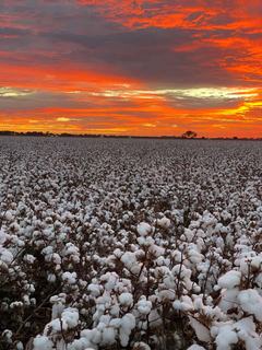 Farm Auction - QLD - St George - 4487 - OUTSTANDING OPPORTUNITY IN THE HEART OF ST GEORGE IRRIGATION COUNTRY
