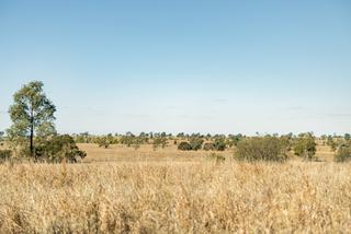 Farm Sold - QLD - Roma - 4455 - Quality Cattle Fattening Country