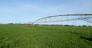Farm Sold - SA - Tintinara - 5266 - Productive property with ongoing success 