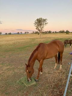 Farm For Sale - NSW - Loomberah - 2340 - Lifestyle - Loomberah Tamworth NSW