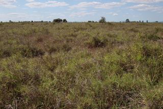 Farm Sold - QLD - Valkyrie - 4742 -