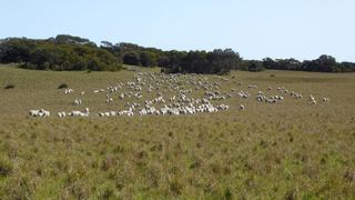 Farm Sold - SA - Field - 5265 - Great Grazing Block 