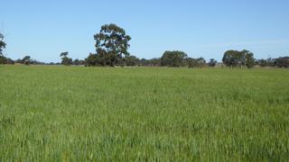 Farm For Sale - SA - Lowan Vale - 5268 - Cropping/Grazing & Lifestyle block