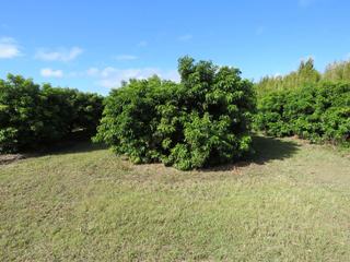 Farm Expressions of Interest - QLD - Welcome Creek - 4670 - Lychee Orchard including Plant and Machinery