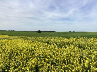 Farm For Sale - VIC - NETHERBY via NHILL – WEST WIMMERA - 3418 - 