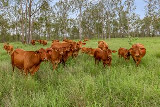 Farm Sold - QLD - Woolooga - 4570 - 267 acres of prime grazing, near-new home and 1km of direct creek frontage!