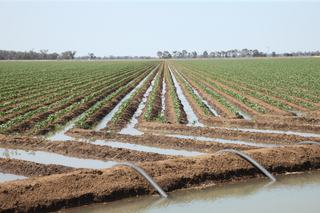 Farm Sold - NSW - Gin Gin - 2823 - Outstanding Bowen Park (c1952), Gin Gin NSW 