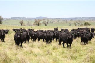 Farm Sold - NSW - Walcha - 2354 - Lakeside, Walcha - The best of the New England region of northern NSW