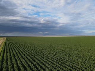 Farm Expressions of Interest - QLD - St George - 4487 -