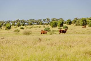 Farm Sold - QLD - Blackall - 4472 -