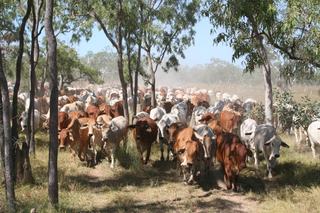 Farm For Sale - QLD - Coralie - 4871 - Coralie | Beef Breeding & Active Carbon Project