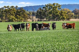 Farm Expressions of Interest - NSW - Werris Creek - 2341 - Perfectly Positioned In The Liverpool Plains