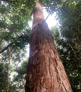 Farm For Sale - QLD - Cooktown - 4895 - Pristine Freehold Rainforest - Harvest or Conserve