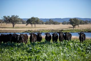 Farm Auction - NSW - Upper Horton - 23477 -