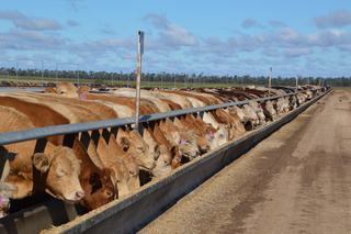 Farm For Sale - QLD - Billa Billa - 4390 - Moruya Feedlot- Strategic Intensive Livestock Opportunity 