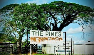 Farm For Sale - QLD - Julatten - 4074 - Tropical Lifestyle Acreage and income 
