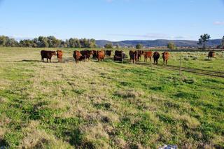 Farm Sold - NSW - Narrabri - 2390 - Productive Namoi River Block 