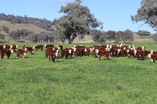 Farm For Sale - NSW - Tamworth - 2340 - Highway Frontage, Location, 20 mins Tamworth, Subdivision