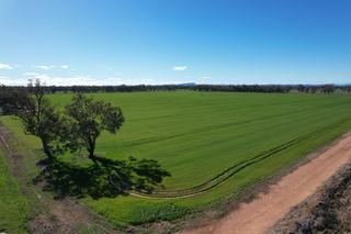 Farm For Sale - NSW - Forbes - 2871 - FOR SALE