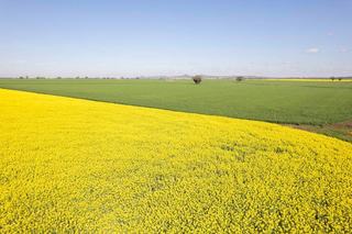 Farm Sold - NSW - WILLALA - 2382 - The best mixed farm in the Boggabri District
