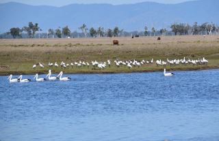 Farm For Sale - QLD - Midgee - 4702 - 'FISHPOND'