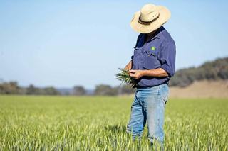 Farm Sold - NSW - Dunedoo - 2844 - 3,338 ha (8,248 ac) - As a whole or three lots