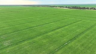 Farm For Lease - NSW - Deniliquin - 2710 - Expansive Cropping & Livestock Lease