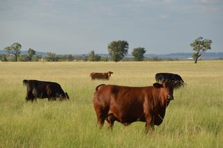 Farm Sold - QLD - Surat - 4417 - Quality, Lifestyle and Location 