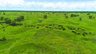 Farm For Sale - QLD - Moura - 4718 - “OUTSTANDING SOIL HEALTH + HIGHLY IMPROVED PASTURES = GRAZING POWERHOUSE”