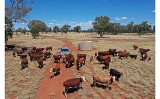 Farm Auction - QLD - St George - 4487 - West Oakland