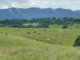 Farm For Sale - QLD - EAST PALMERSTON - 4860 - CATTLE FATTENING WITH RELIABLE WATER AND TWO 3 BEDROOM HOMESTEADS