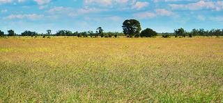 Farm Auction - QLD - Surat - 4417 - WHEN PROPERTY PERFORMANCE & LOCATION MATTER