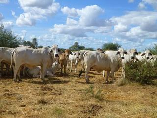 Farm Sold - QLD - Oorindi - 4824 - Ernestina Plains 