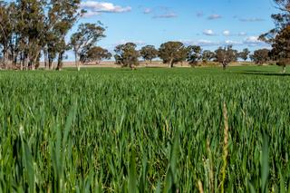 Farm For Sale - NSW - Gulargambone - 2828 - Rare opportunity to acquire tightly-held land 