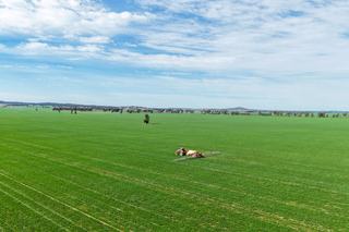Farm Expressions of Interest - NSW - Ardlethan - 2665 - Weise Aggregation, Ariah Park / Beckom / Ardelthan - Riverina, NSW