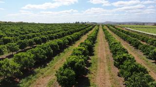 Farm For Sale - QLD - Boynewood - 4626 - Red Farm | Diverse Horticultural Enterprise with Organic Conversion