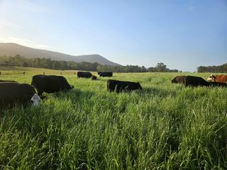 Farm For Sale - NSW - Paterson - 2421 - Lot 114/ DP 774843 