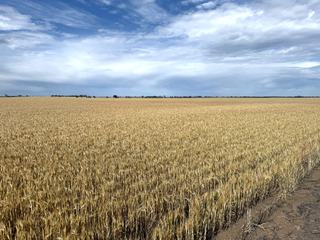 Farm Expressions of Interest - VIC - Dimboola - 3414 - 623ac (252.12ha) - KATYIL / TARRANYURK DISTRICT - To Be Sold in 2 Separate Lots 