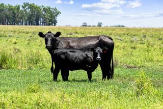 Farm Auction - QLD - Millmerran - 4357 - Honeysuckle Creek 