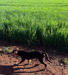 Farm Auction - NSW - Dubbo - 2830 - Quality grazing/farming country 