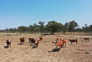 Farm Auction - QLD - St George - 4487 - Safe, Low-Cost Breeder Block with Mulga Reserve 