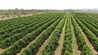 Farm For Sale - QLD - Old Cooranga - 4626 - Old Cooranga Citrus 