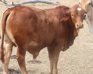 Farm Expressions of Interest - QLD - Charters Towers - 4820 - Sayah Park 