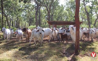 Farm Expressions of Interest - QLD - Yarraden - 4892 - Far North Qld Carbon and Cattle Station 