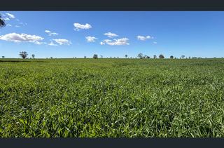Farm For Sale - NSW - Hermidale - 2831 - 'Banoon' 