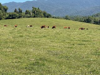 Farm For Sale - QLD - SILKWOOD - 4856 - LARGE, WELL WATERED TROPICAL PASTURES 